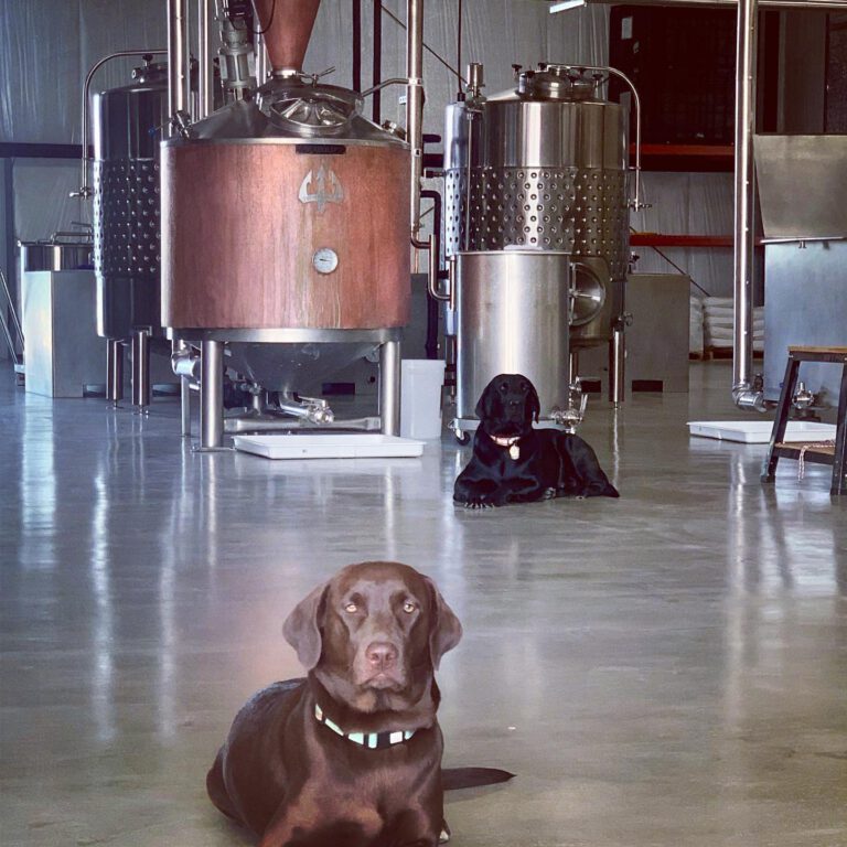 Dogs keeping watch over the distillery